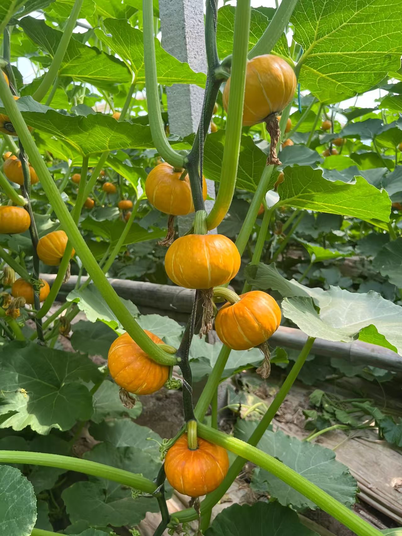 菏泽南瓜种子（系列）