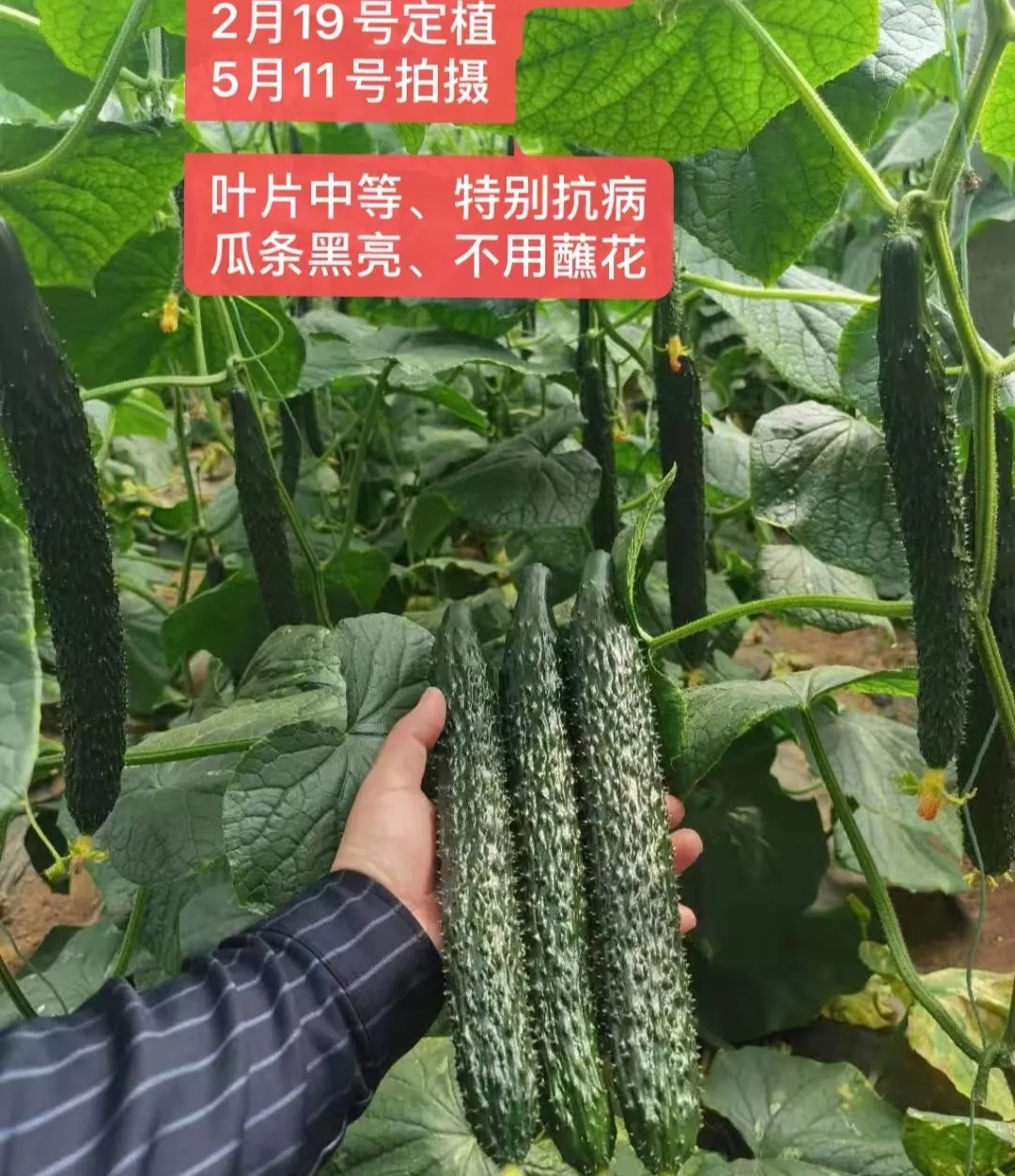菏泽黄瓜种子（系列）